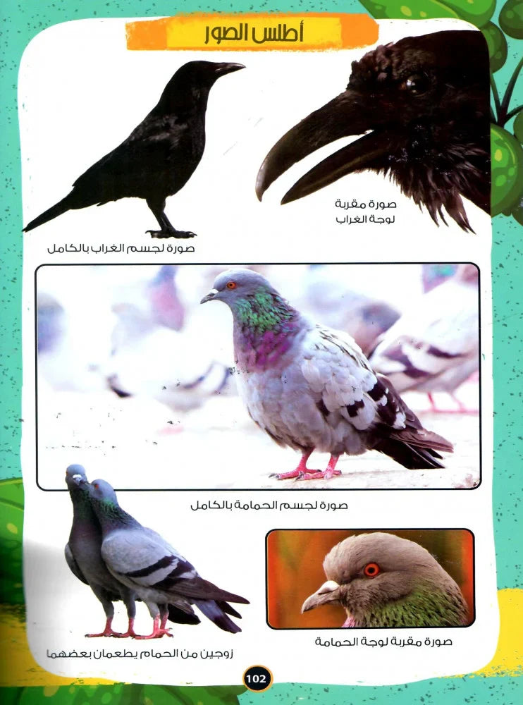 الموسوعة العلمية للأطفال قصص الحيوان في القران الكريم